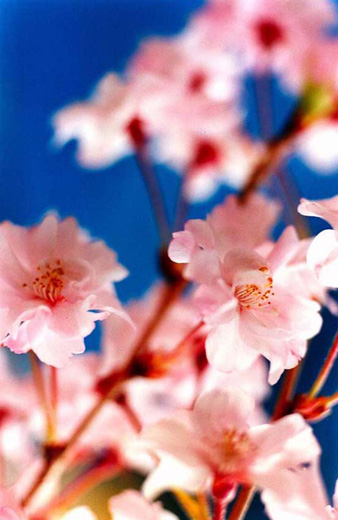 Sakura (MN-sakura-11-41, 72.8×48.5cm)