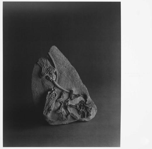 歴史の歴史「石炭紀の海底」