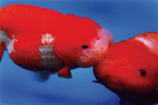 Liquid Dreams－39 （B1サイズ 72.8×103ｃｍ）