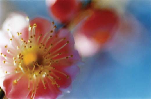 Acid Bloom－21 （B4サイズ 25.7×36.4cm）