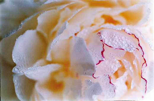 Acid Bloom-25 (97.0×145.6cm)
