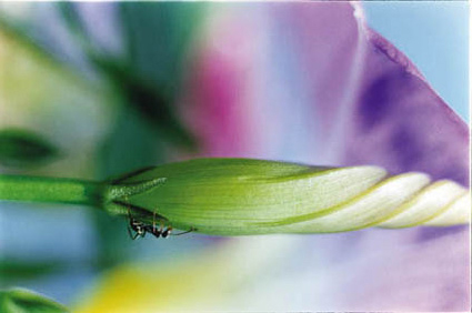 Acid Bloom-40 (97.0×145.6cm)