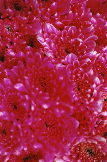 FLOWER ADDICT 02 (B2サイズ )