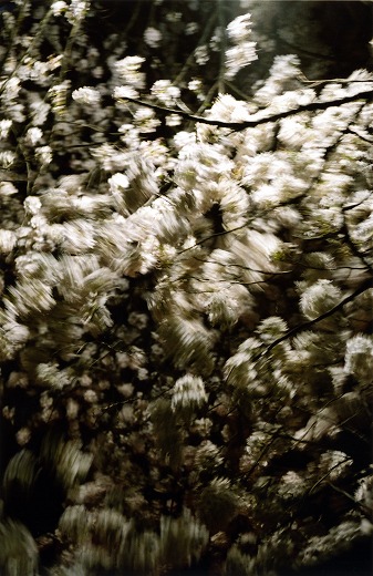 Untitled (Night blossom)