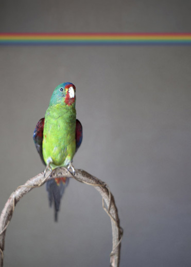 緑の鳥×水平虹