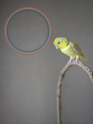 黄色の鳥　x　円虹