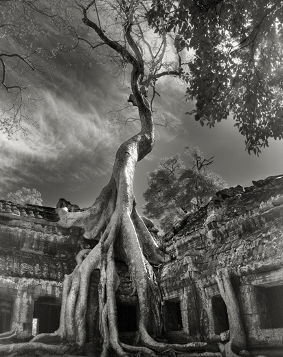Rilke's Bayon (from ANCIENT TREES: PORTRAITS OF TIME)