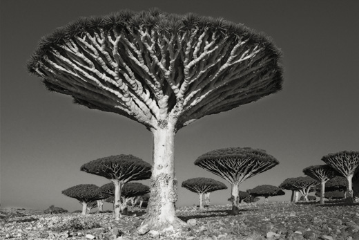 Diksom Forest (from ANCIENT TREES: PORTRAITS OF TIME)