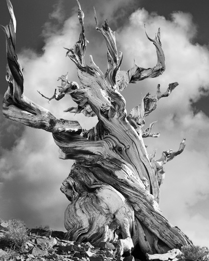 Bristlecone Pine (from ANCIENT TREES: PORTRAITS OF TIME)