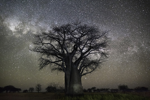 Polaris (from ANCIENT SKIES, ANCIENT TREES: DIAMOND NIGHTS)