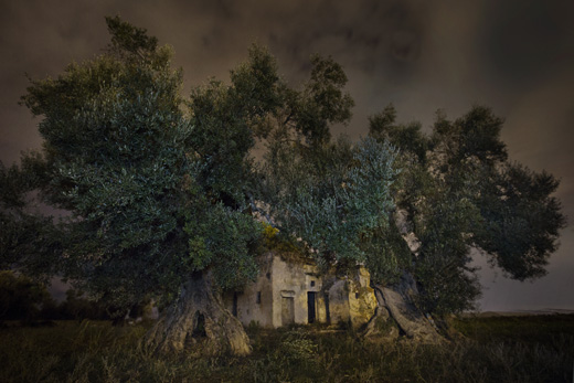 Tarazed (from ANCIENT SKIES, ANCIENT TREES: DIAMOND NIGHTS)