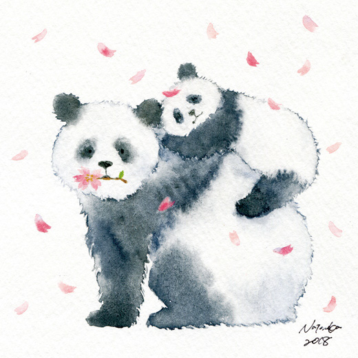 Panda (sakura)